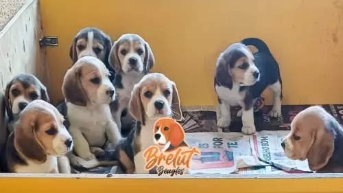 Família Brelut