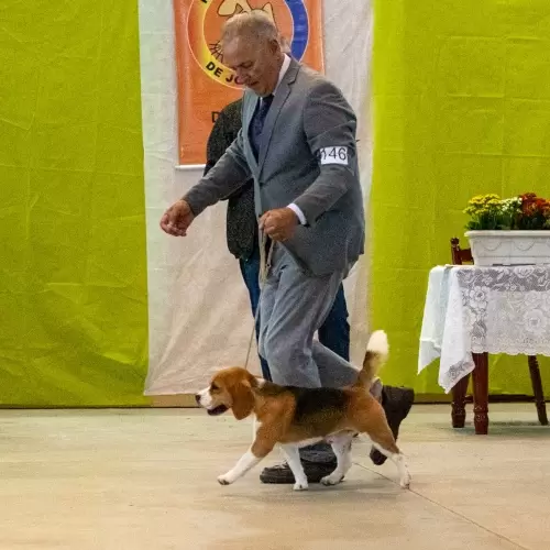 Família Brelut