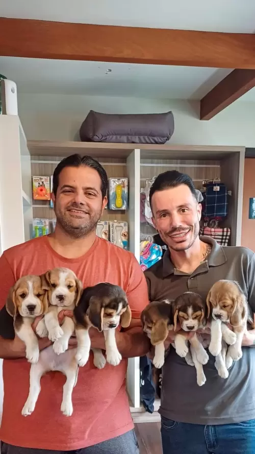 Família Brelut