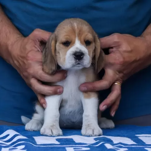 Família Brelut