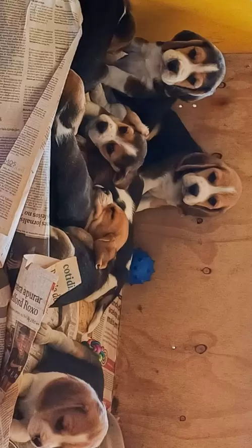 Família Brelut