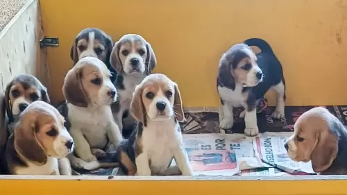 Família Brelut